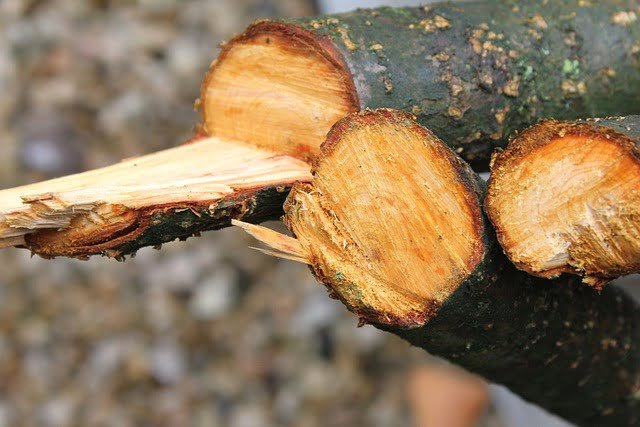 élagage d'arbre
